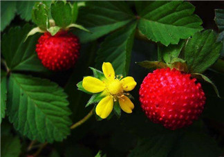 蛇莓孕婦能吃嗎？孕婦能吃蛇莓嗎？