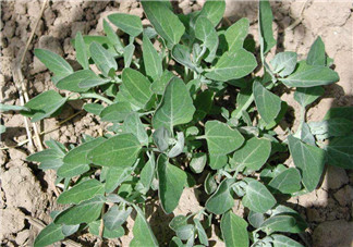 灰灰菜孕婦可以吃嗎？灰灰菜孕婦能吃嗎？