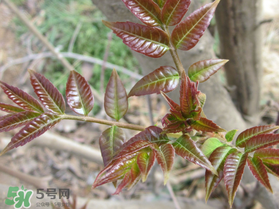 香椿什么味道？香椿吃起來什么味道？
