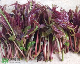 香椿什么味道？香椿吃起來什么味道？