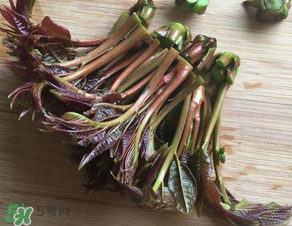 香椿可以曬干嗎？香椿怎么曬干？