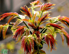 香椿可以冷凍嗎？香椿凍了能吃嗎？