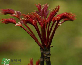 香椿能放冰箱嗎？香椿放冰箱能保存多久？