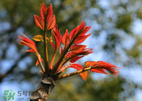 香椿苦能吃嗎？香椿苦怎么做好吃？