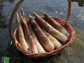 竹筍為什么澀？竹筍如何去澀？