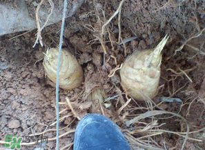 竹筍什么時(shí)候挖？竹筍幾月挖？