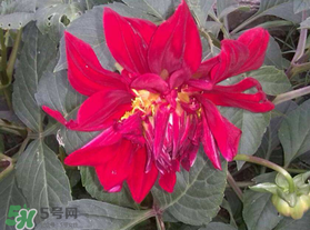 五月份什么花開？五月份開什么花？