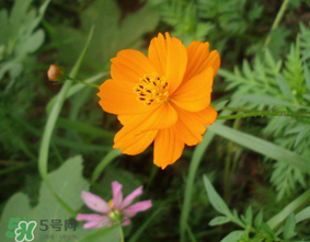 五月份什么花開？五月份開什么花？