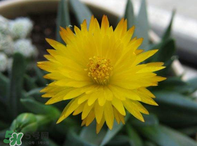 五月份什么花開？五月份開什么花？