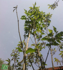 構(gòu)樹穗怎么做好吃？構(gòu)樹穗的做法是什么？