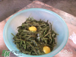 構(gòu)樹穗怎么做好吃？構(gòu)樹穗的做法是什么？