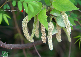 構(gòu)樹穗怎么做好吃？構(gòu)樹穗的做法是什么？