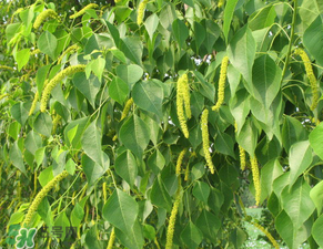 構(gòu)樹穗怎么做好吃？構(gòu)樹穗的做法是什么？