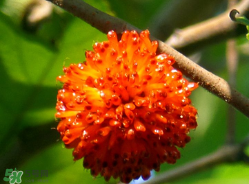 構(gòu)樹果實能吃嗎？構(gòu)樹果實孕婦能吃嗎？