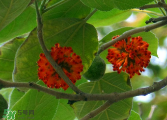 構(gòu)樹果實能吃嗎？構(gòu)樹果實孕婦能吃嗎？