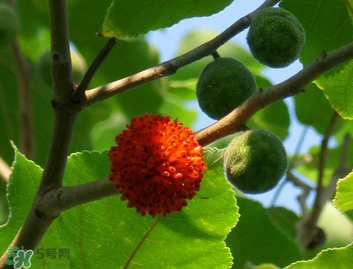 構(gòu)樹果實能吃嗎？構(gòu)樹果實孕婦能吃嗎？