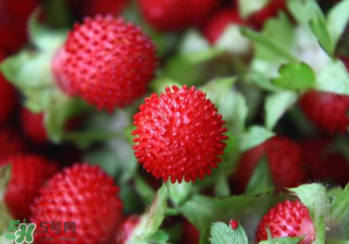 蛇莓孕婦能吃嗎？孕婦能吃蛇莓嗎？