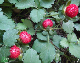 蛇莓孕婦能吃嗎？孕婦能吃蛇莓嗎？