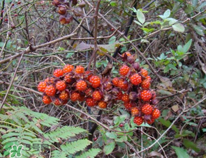 山莓孕婦能吃嗎？山莓孕婦可以吃嗎？