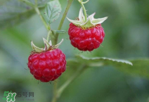 山莓孕婦能吃嗎？山莓孕婦可以吃嗎？