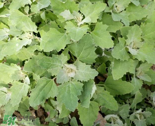 灰灰菜孕婦可以吃嗎？灰灰菜孕婦能吃嗎？