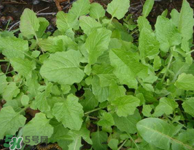 灰灰菜孕婦可以吃嗎？灰灰菜孕婦能吃嗎？