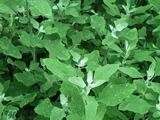 灰灰菜孕婦可以吃嗎？灰灰菜孕婦能吃嗎？