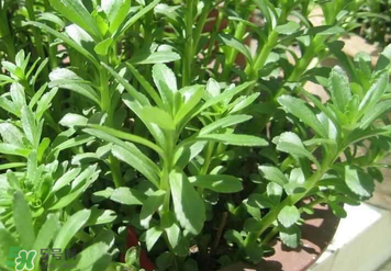 救心菜孕婦能吃嗎？救心菜孕婦可以吃嗎？