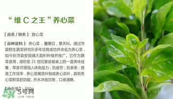 救心菜孕婦能吃嗎？救心菜孕婦可以吃嗎？