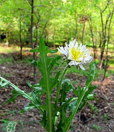婆婆丁孕婦能吃嗎？婆婆丁孕婦可以吃嗎？
