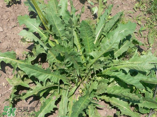 婆婆丁孕婦能吃嗎？婆婆丁孕婦可以吃嗎？