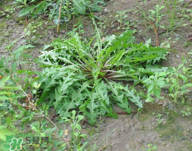 婆婆丁孕婦能吃嗎？婆婆丁孕婦可以吃嗎？