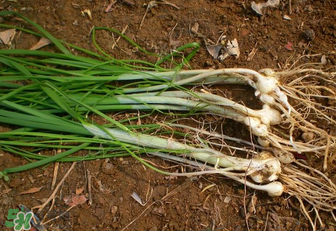 小根蒜孕婦能吃嗎？小根蒜孕婦可以吃嗎？