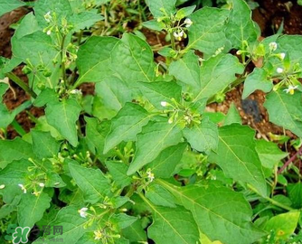 孕婦可以吃龍葵菜嗎？龍葵菜孕婦可以吃嗎？