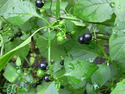 孕婦可以吃龍葵菜嗎？龍葵菜孕婦可以吃嗎？