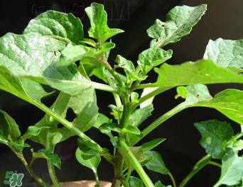 孕婦可以吃龍葵菜嗎？龍葵菜孕婦可以吃嗎？