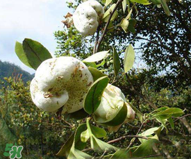 茶耳孕婦能吃嗎？孕婦能吃茶耳嗎？