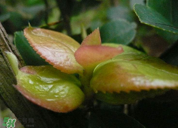 茶耳孕婦能吃嗎？孕婦能吃茶耳嗎？