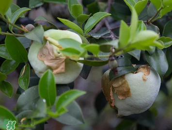 茶耳孕婦能吃嗎？孕婦能吃茶耳嗎？