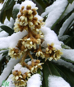 枇杷花孕婦能喝嗎？枇杷花孕婦可以喝嗎？