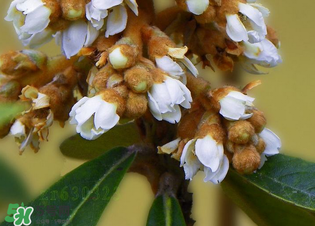 枇杷花怎么煮水止咳？枇杷花煮水的做法