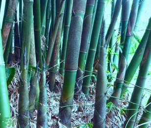 竹筍能放冰箱嗎？竹筍放冰箱怎么保存？