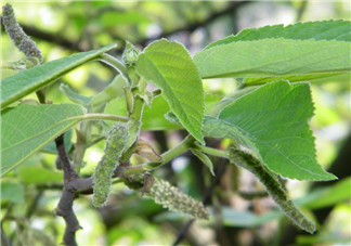 構(gòu)樹(shù)穗怎么做好吃？構(gòu)樹(shù)穗的做法是什么？