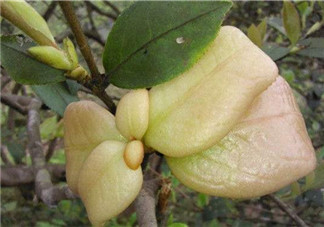 茶耳孕婦能吃嗎？孕婦能吃茶耳嗎？