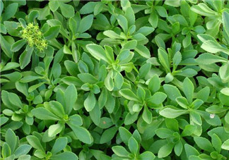 救心菜孕婦能吃嗎？救心菜孕婦可以吃嗎？