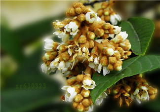 枇杷花孕婦能喝嗎？枇杷花孕婦可以喝嗎？