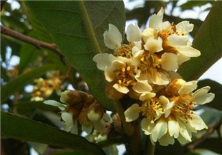 枇杷花怎么煮水止咳？枇杷花煮水的做法