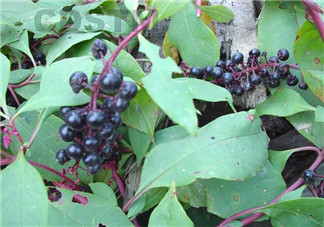 孕婦可以吃龍葵菜嗎？龍葵菜孕婦可以吃嗎？