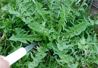 婆婆丁孕婦能吃嗎？婆婆丁孕婦可以吃嗎？