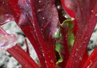 甜菜葉是否可以生吃？甜菜葉可以生吃嗎